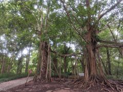 -中国科学院西双版纳热带植物园