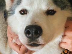 -Husky Go! 哈士奇体验馆·宠物咖啡厅狗咖