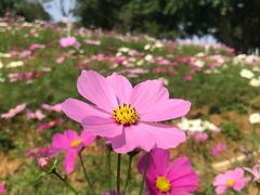 -松山湖梦幻百花洲