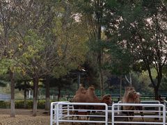 -长白岛森林公园