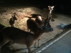 -清迈夜间动物园