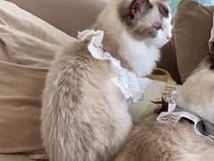 -怪兽屋·羊驼·猫咖·狗咖(俊华广场店)