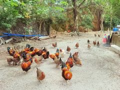 -富丽庄