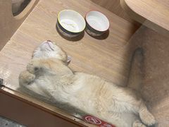-米乐乖乖猫咪咖啡馆·猫咖(深圳湾后海汇店)