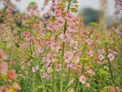 -中国天府农业博览园