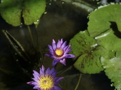 -国家植物园南园