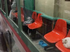 -猫咪博物馆(顶澳仔猫街店)