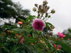-香蜜公园