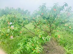 -梨云山居农家乐
