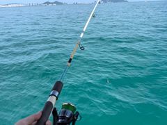 -小猫钓鱼海钓俱乐部(椰梦长廊店)