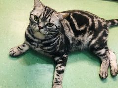 -藦茜花园宠物主题亲子互动体验馆(国顺东路店)
