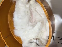 -藏猫猫咖啡主题馆(中央大道店)