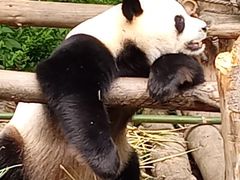 -黔灵山公园