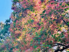 -香山公园