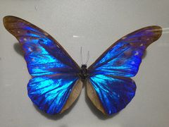 -上海昆虫博物馆