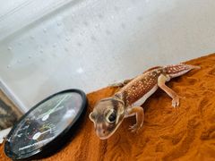 -酷以爬仙阁实体爬宠店·守宫·蜥蜴·专业繁育