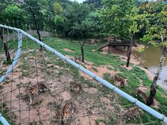-西霞口神雕山野生动物世界
