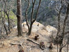 -庐山风景区花径公园