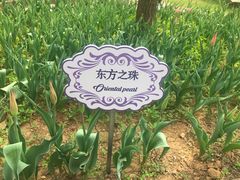 -洛阳郁金香牡丹园