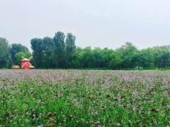 -北京东方普罗旺斯薰衣草庄园
