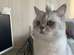 -宠爱国际动物医院· 猫科· 外科·中兽医(长白店)