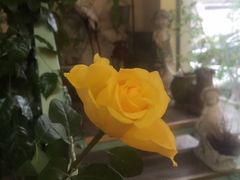 -Jo's Garden
