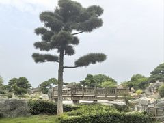 -中国唐苑