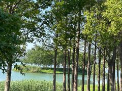 -贡湖湾湿地公园