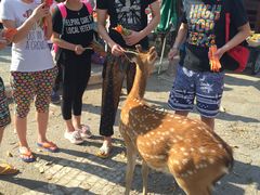 -清迈夜间动物园