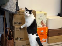 -四月宠物医院·猫专科·心脏专科·内科(转塘店)