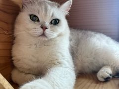 -中农大我爱我爱动物医院·核磁CT·猫病·24小时夜诊中心(石佛营店)