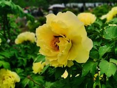 -国家植物园