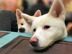 -柴务处·柴犬主题狗咖