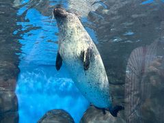 -上海海洋水族馆