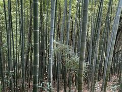 -上海佘山国家森林公园天马山园