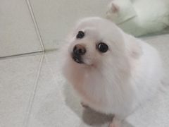 -萌喵宠狗爱心宠咖