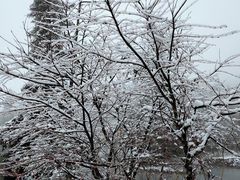 -武陵山森林公园