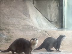 -深圳野生动物园
