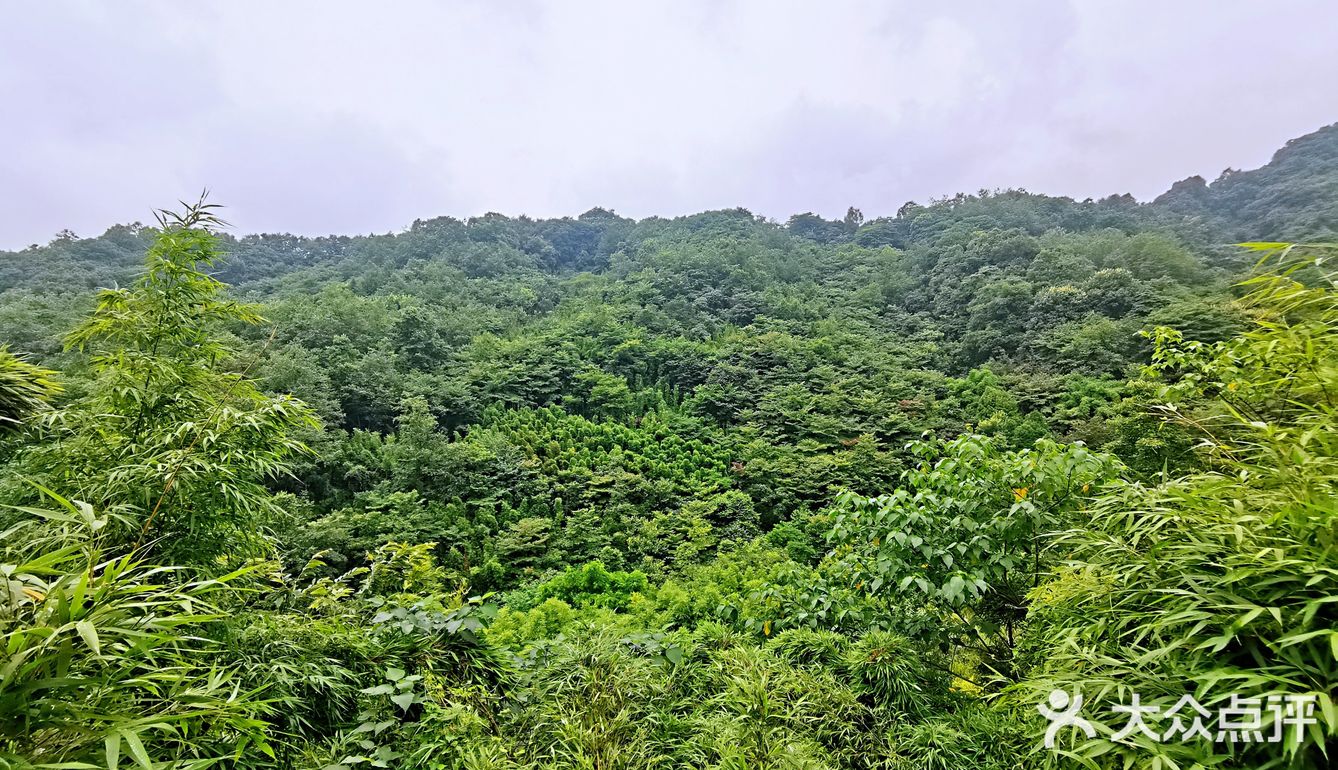 闯入熊猫🐼睡眠王国？[害羞]