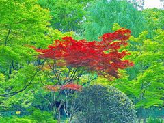 -上海共青森林公园