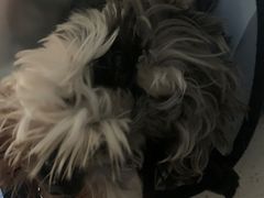 -凯瑞希宠物医院·狂犬免疫·微创·皮肤科