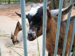 -广东茂名森林公园