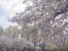 -西北湖绿化广场