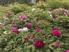 -莲花池公园