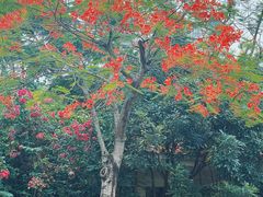 -中澳友谊花园