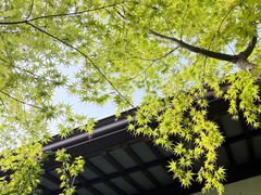 -上海醉白池公园