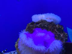 -海合安武汉极地海洋公园