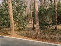 -东平国家森林公园