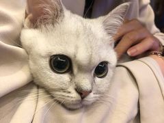 -袖虎·猫馆(体育西路店)