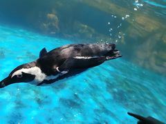 -海合安武汉极地海洋公园